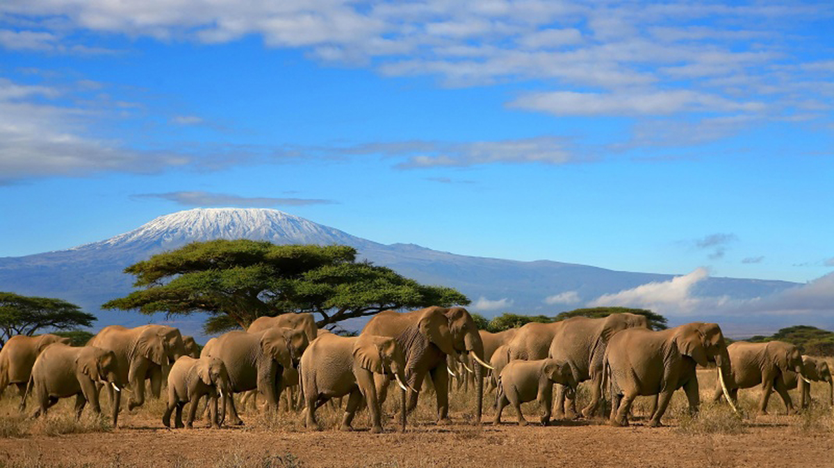 сафари в Танзании