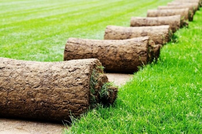 Готовая газонная трава: инструкция по выбору и укладке